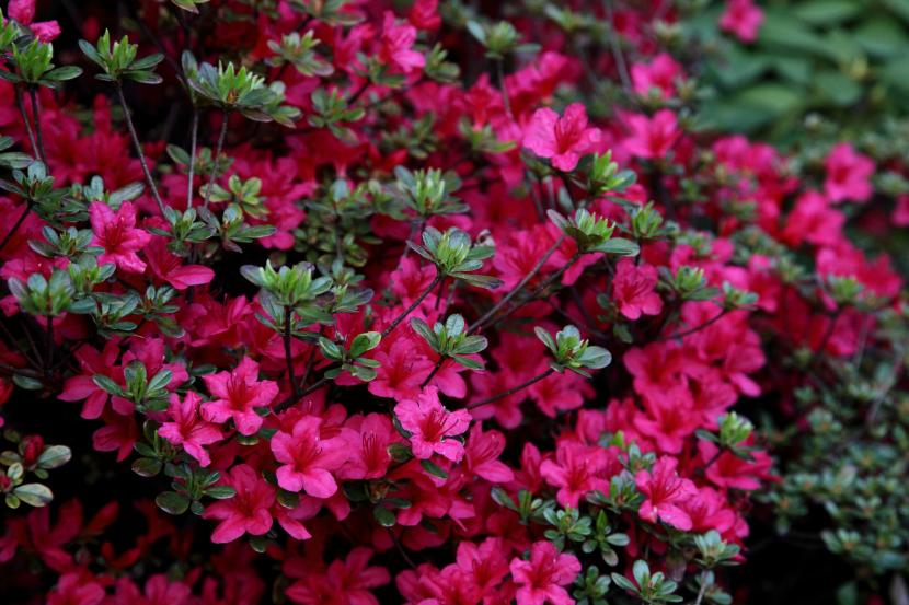Azalea en plena floración