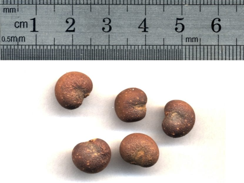 Semillas de Adansonia digitata