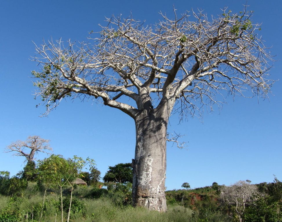 Cómo cultivar baobab: semilla, sustrato y cuidados