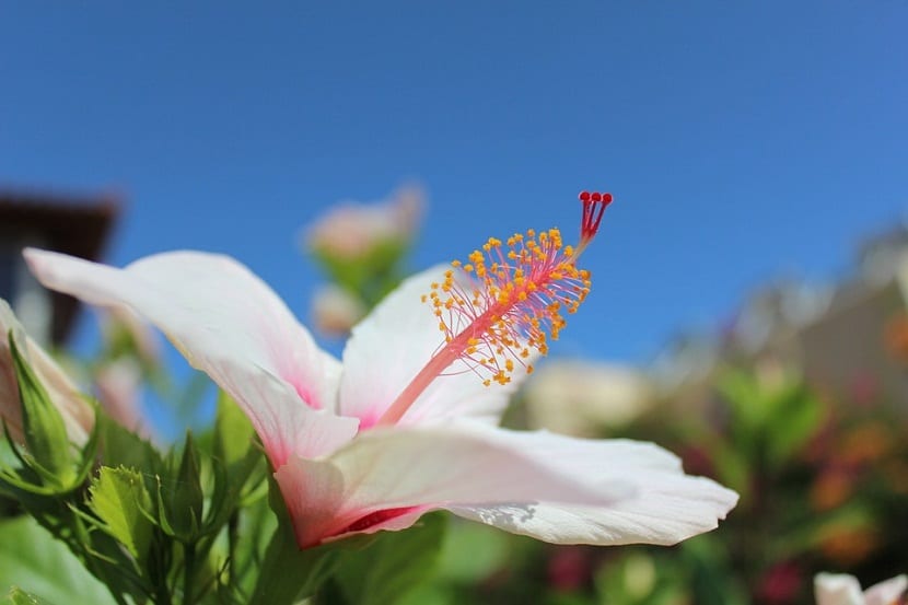 Flor de hibisco abierta