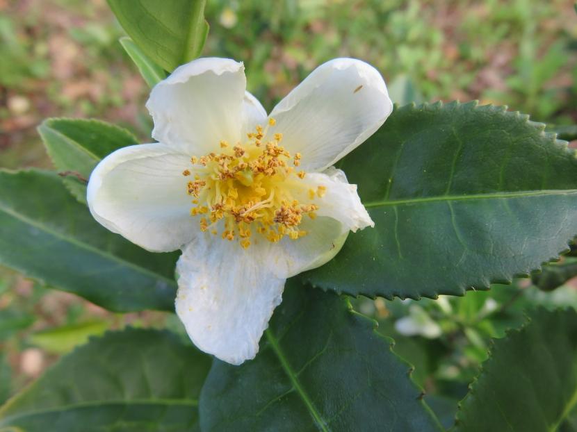 Hojas jóvenes de Camellia sinensis listas para la cosecha