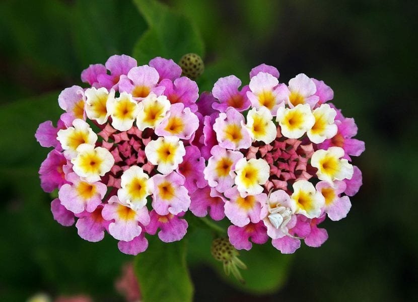 Arbusto de lantana en flor con ramilletes de varios colores