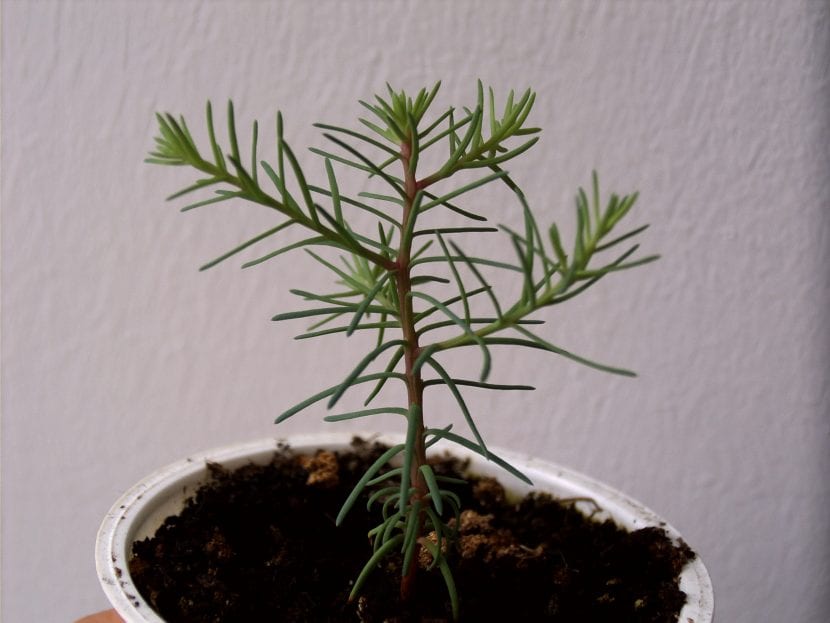 Plántula joven de Sequoiadendron giganteum en maceta
