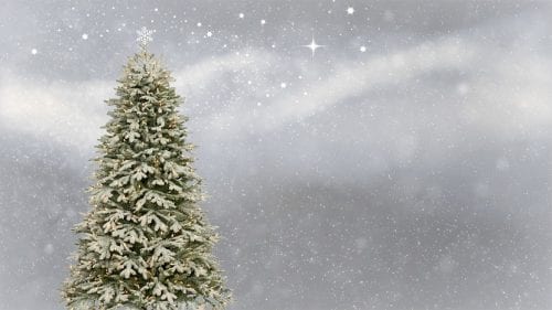 Abetos preparados para la venta como árboles de Navidad