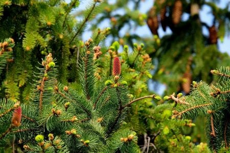 Detalle de las ramas y acículas de un abeto