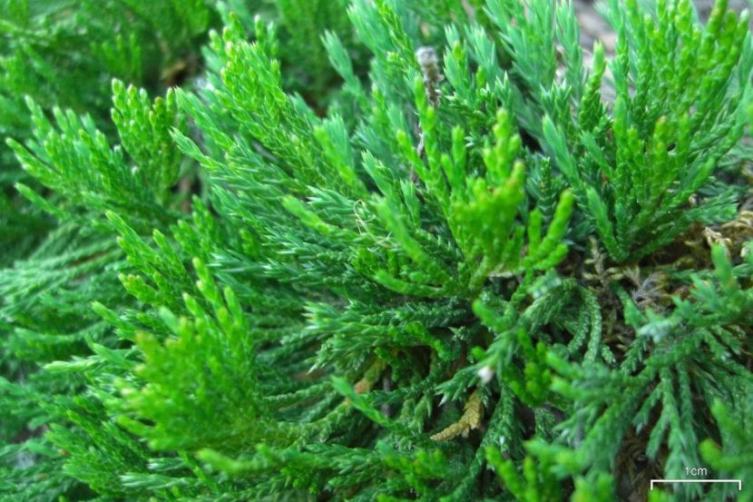 Detalle del follaje escamoso de Juniperus horizontalis