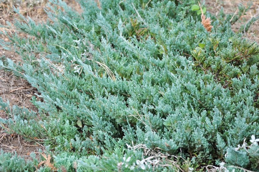 Mata de Juniperus horizontalis cubriendo el suelo