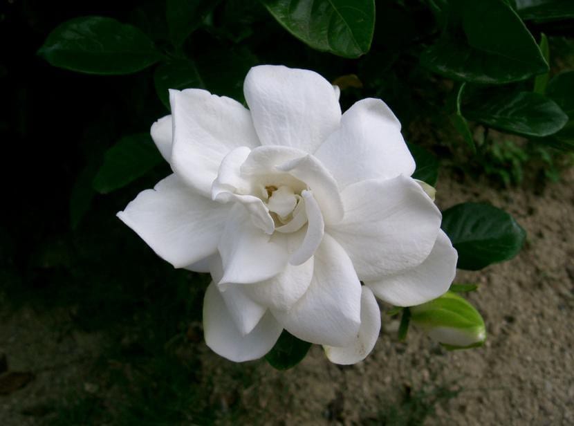 Flor blanca de Gardenia jasminoides abierta entre hojas verdes brillantes