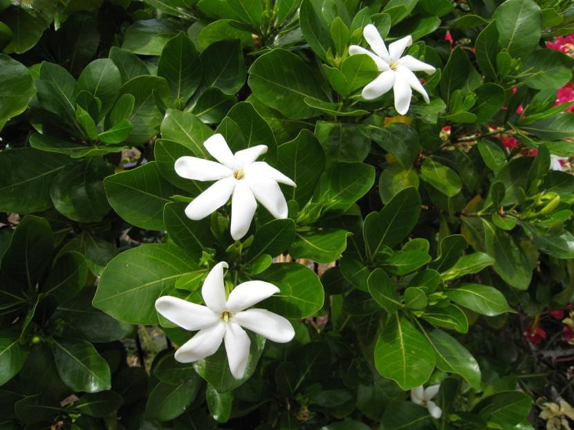 Flor de Gardenia taitensis o tiaré, de pétalos estrechos y blancos