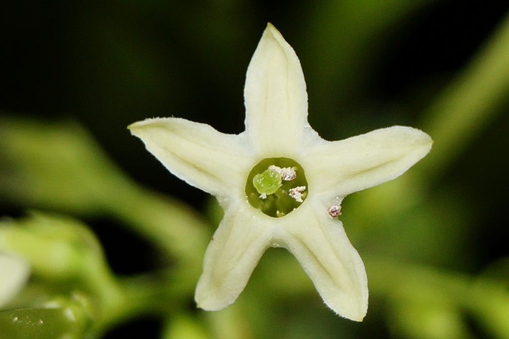 Cómo es la flor de la dama de noche (Cestrum nocturnum)