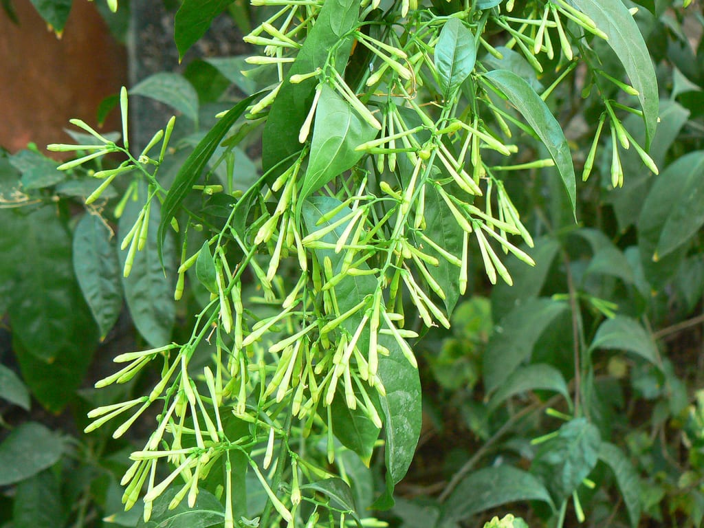 Inflorescencia de Cestrum nocturnum con flores tubulares