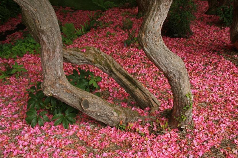 Pétalos de rododendro tras la floración