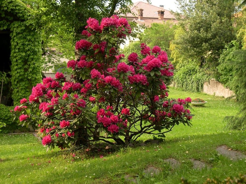 Rododendro en flor en un jardín