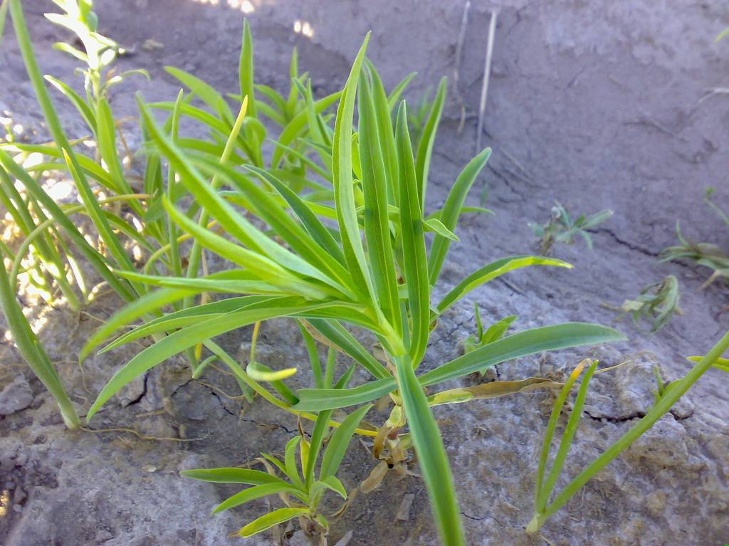 Cómo evitar que salgan las malas hierbas en el jardín