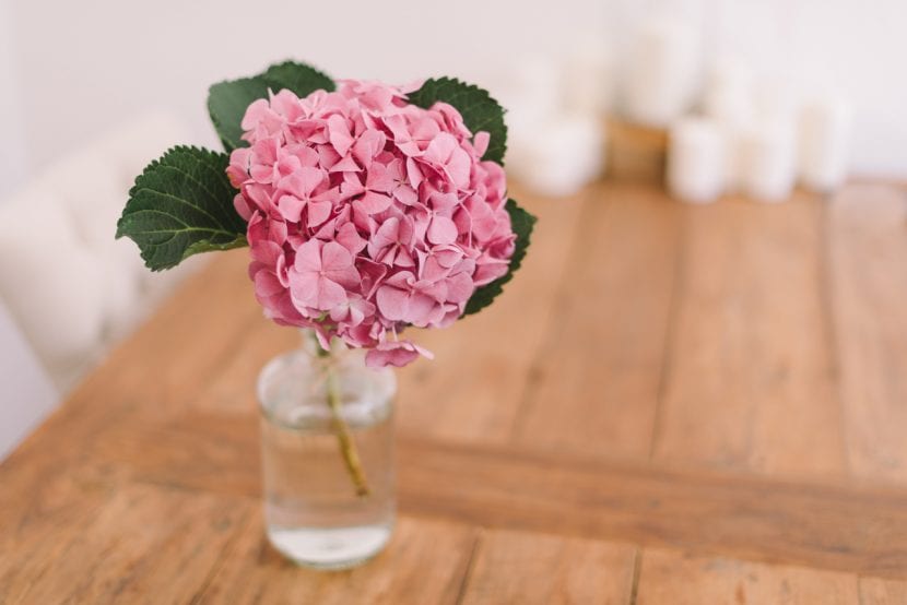 Detalle de la flor de una hortensia