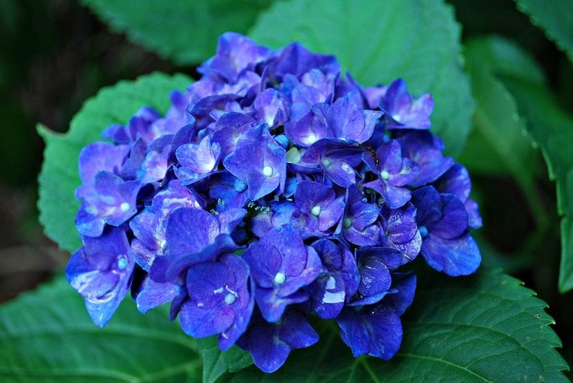 Hortensia azul en flor en un jardín