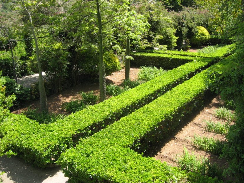 Setos formales estructurando los parterres de un jardín histórico