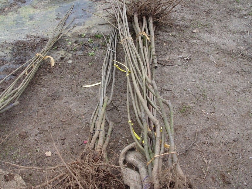 Cómo plantar un árbol a raíz desnuda paso a paso