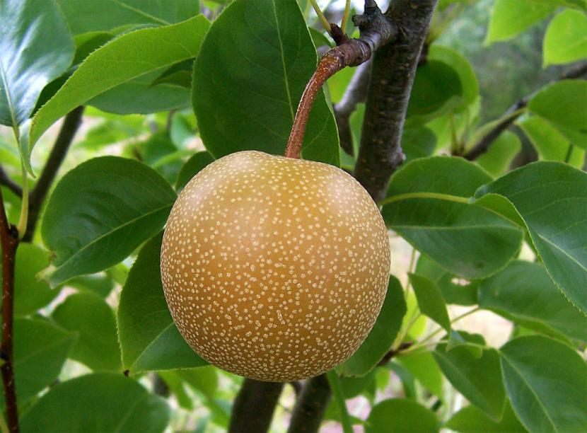 Frutos de nashi o pera asiática en el árbol