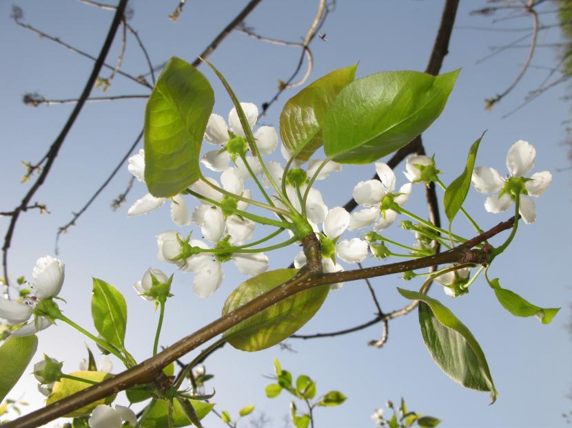 Peral asiático Pyrus pyrifolia en plena producción