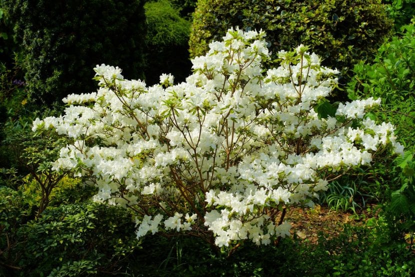 Arbusto en flor en un jardín