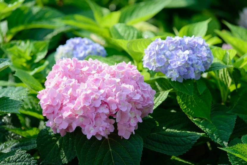 Hortensia con flores en un arriate