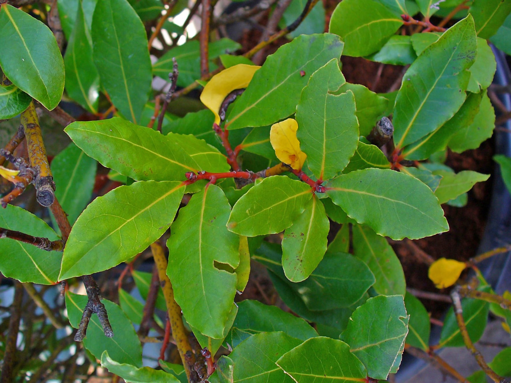 Ejemplar de Laurus nobilis en el jardín
