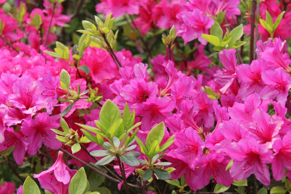 Azalea en flor de color rosa