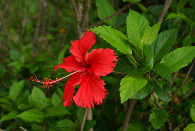 Flor de Hibiscus rosa-sinensis abierta sobre el follaje