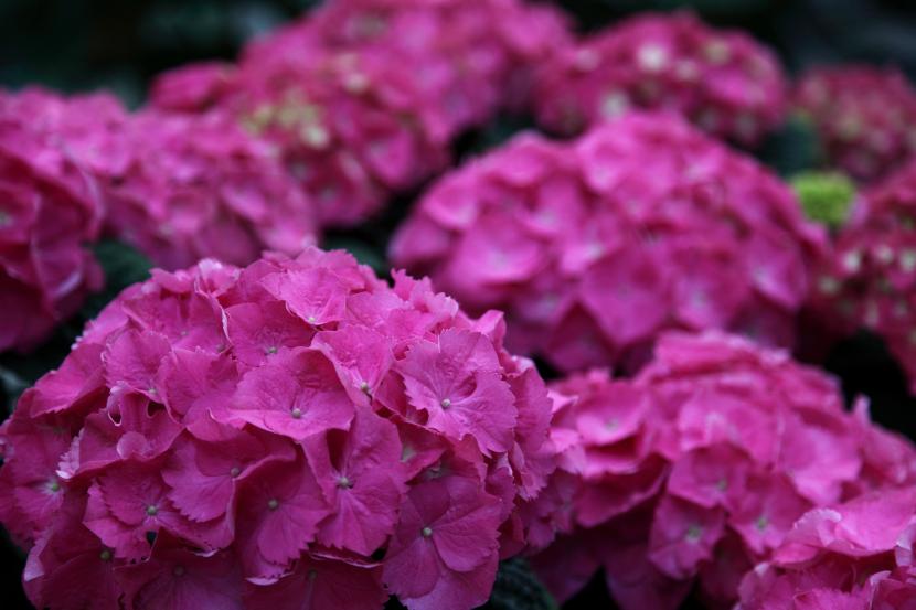 Cómo podar las hortensias según su especie