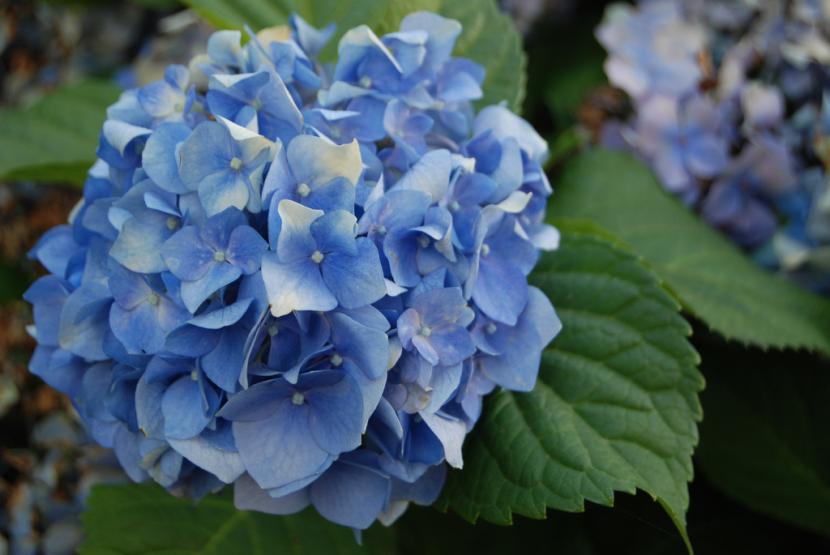 Hortensia en flor en el jardín