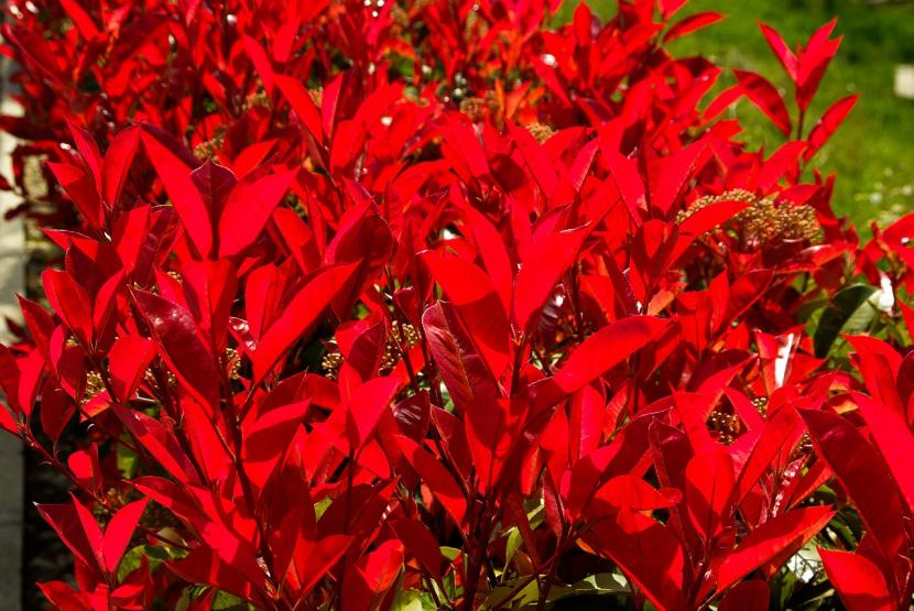 Cómo podar la photinia roja: épocas, cortes y errores