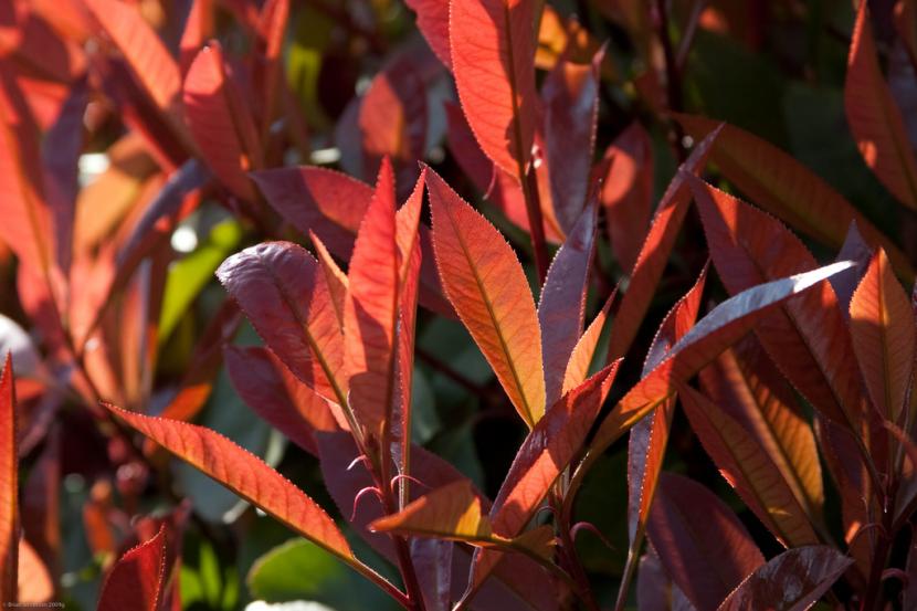 Brotes nuevos rojos de Photinia x fraseri Red Robin