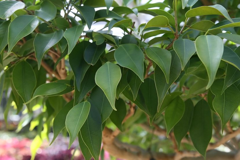Ejemplar de Ficus benjamina cultivado en maceta