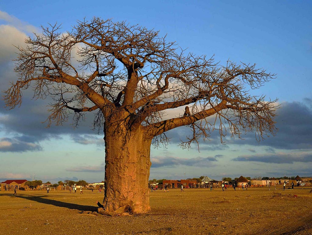 Baobab adulto con su característico tronco engrosado