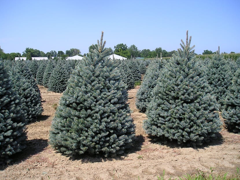Cómo salvar un abeto de Navidad tras las fiestas