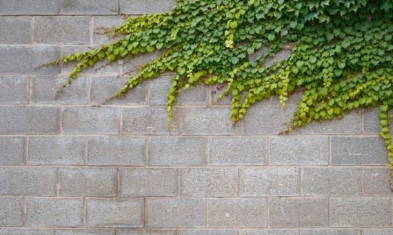 Trepadoras cubriendo un muro y una estructura de jardín