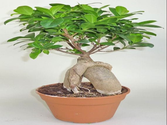 Ficus ginseng con su tronco engrosado característico