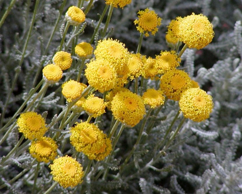 Flores amarillas en botón de la Santolina chamaecyparissus