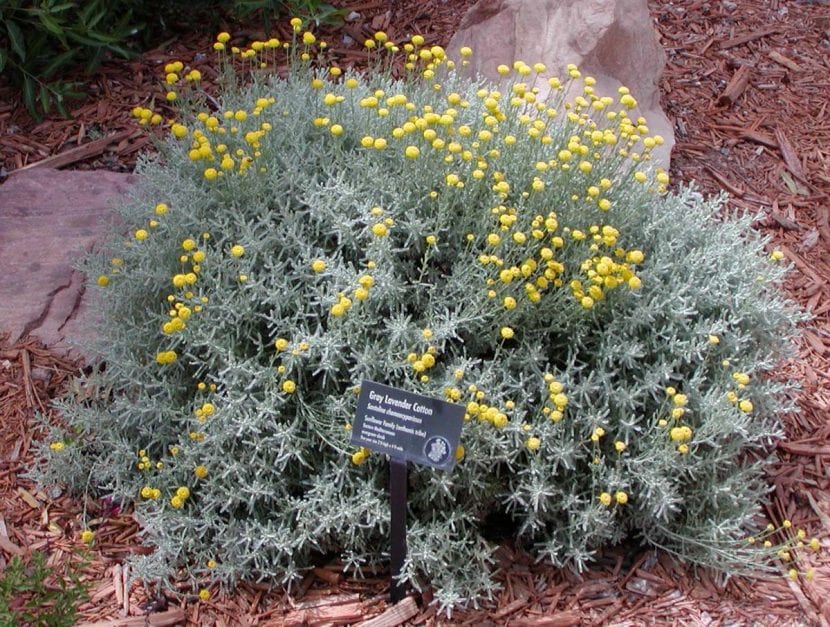 Mata de Santolina chamaecyparissus con follaje gris plateado