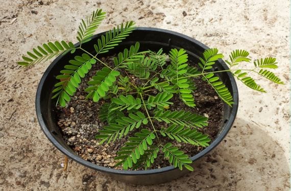 Cuidados de un árbol joven en sus primeros años