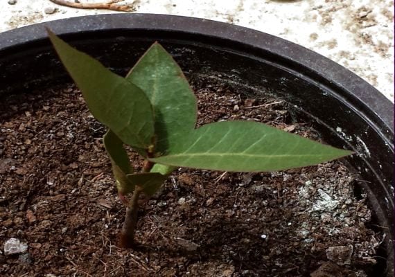 Árbol joven recién establecido en el jardín
