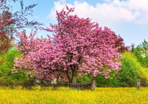 Árbol joven desarrollado a partir de semilla