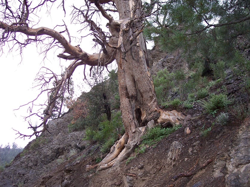 Tronco de árbol seco con la corteza desprendida