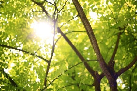 Distintas formas de secar un árbol