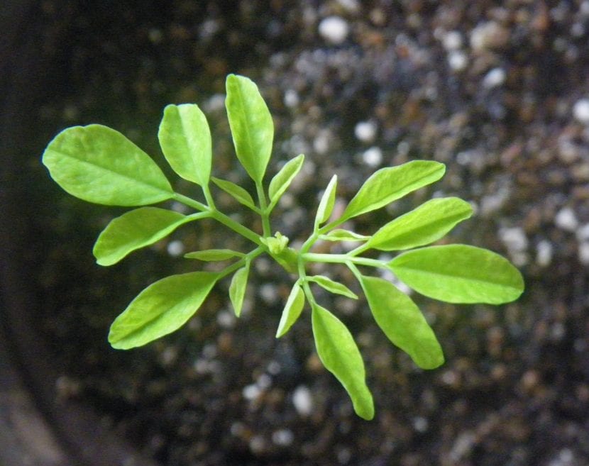 Ejemplar joven de Moringa oleifera