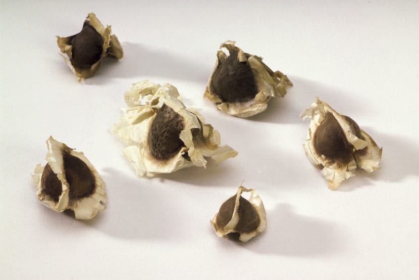 Semillas aladas de Moringa oleifera