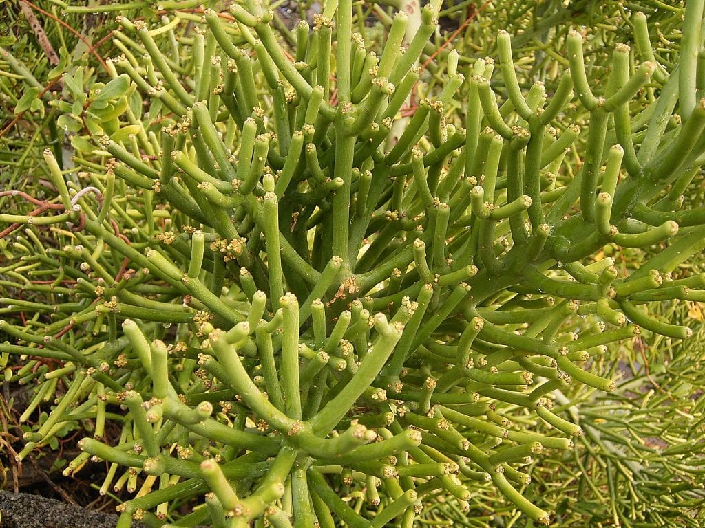 Árbol de los dedos (Euphorbia tirucalli): cuidados y riesgos
