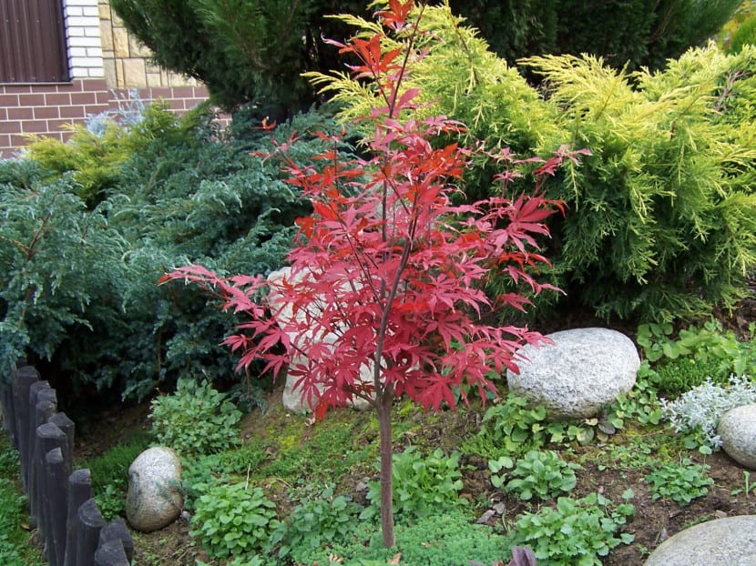 Ejemplar de Acer palmatum con follaje rojo púrpura
