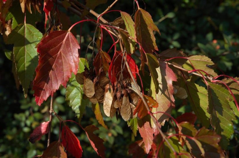 Acer tataricum subsp. ginnala, conocido como arce del amor